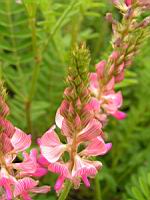 Sainfoin cultive, Onobrychis viciifolia (fam Papilionacees) (Europe, Asie occidentale) (3) (Photo F. Mrugala)